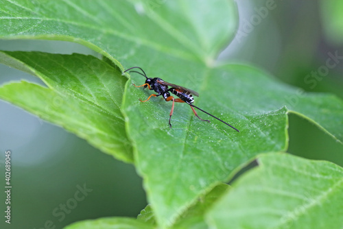 Hymenoptera from the family Ichneumonidae - ichneumon wasps or ichneumonids. They are parasitoids (a type of parasite) of various insects. © Tomasz