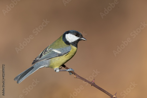 Tit 2021-02