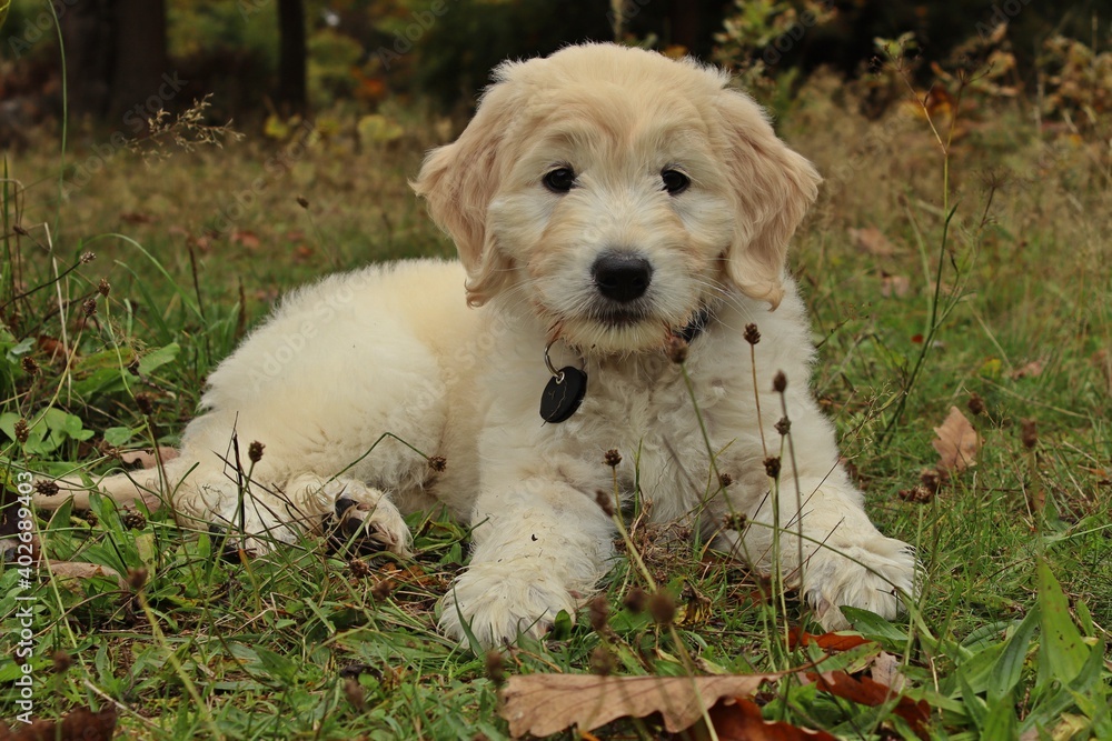 Goldendoodle-Welpe Goldendoodle-Welpe