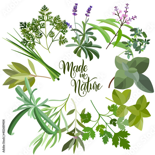 Frame with fresh herbs and spices. Banner with leaf and grass. Floral flat design elements. Vector illustration.