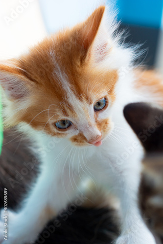 close up portrait of orange kitten with blue eyes