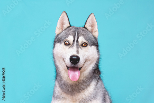 Fototapeta Naklejka Na Ścianę i Meble -  Husky Dog Isolated on Colored Background