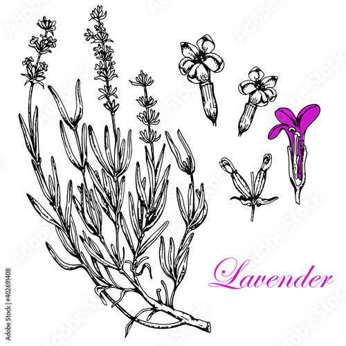 Lavender