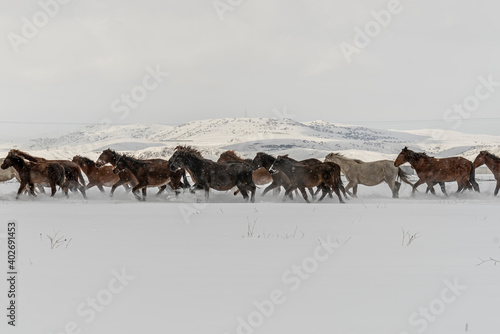 Many horses run in winter snow field with cowboy and dogs