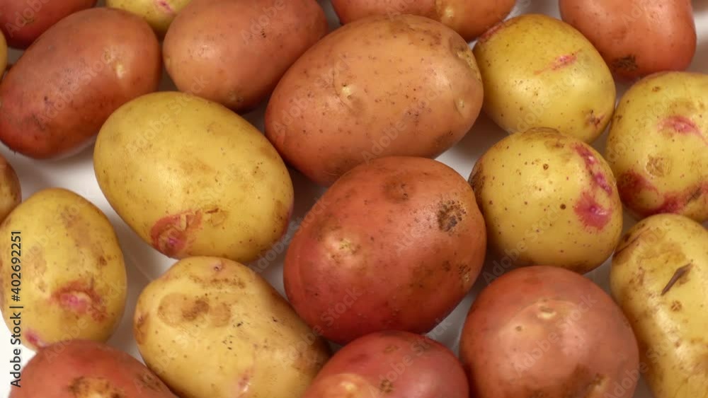 Closeup view 4k video of first young spring harvest of organic potatoes isolated on white background Closeup view 4k video of first young spring harvest of organic potatoes isolated on white background