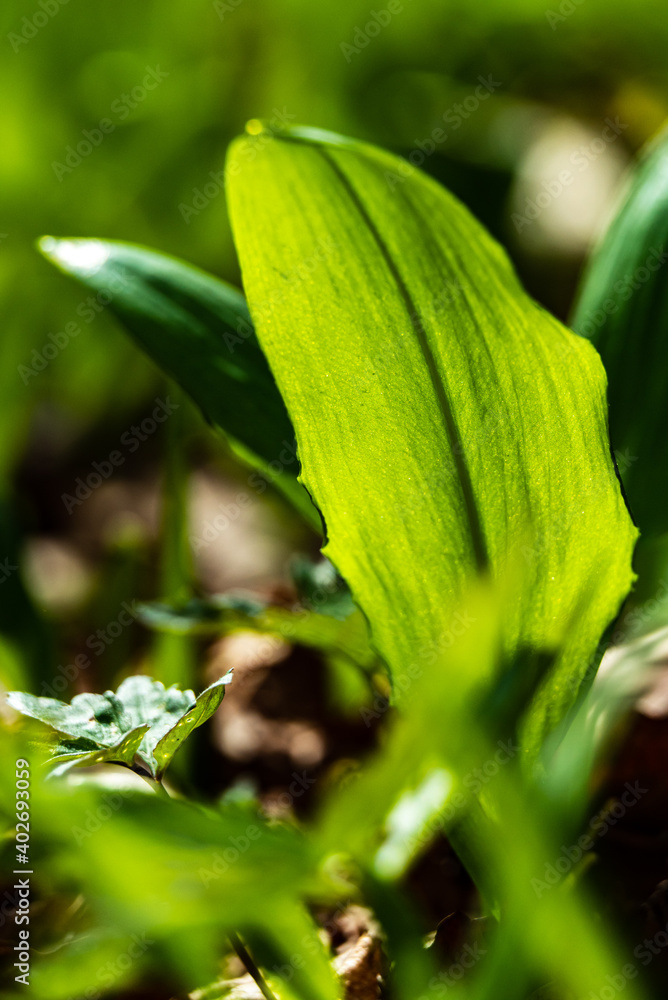 detail of wild garlic detail of wild garlic
