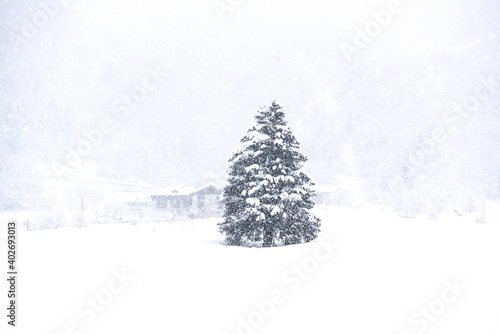 albero con neve nevicata nevica albero inverno freddo gelo 