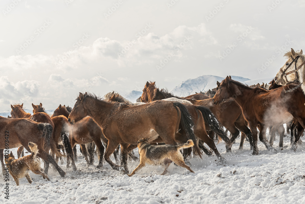 Many horses run in winter snow field with cowboy and dogs