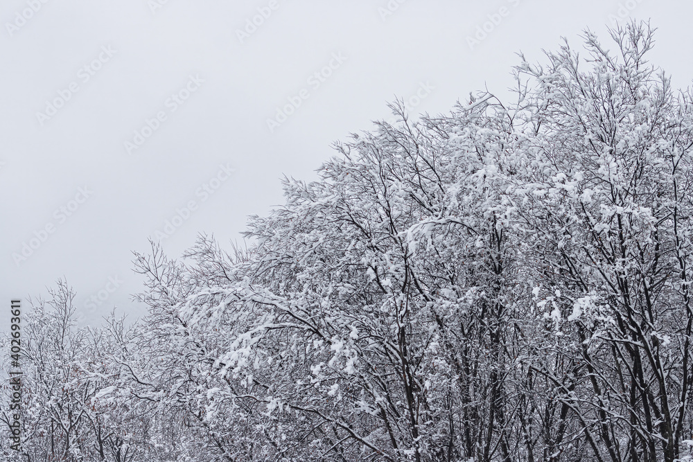 Snow on the branches of trees and bushes after a snowfall. Beautiful winter background with snow-covered trees. Plants in a winter forest park. Cold snowy weather. Cool texture of fresh snow. Closeup. Snow on the branches of trees and bushes after a snowfall. Beautiful winter background with snow-covered trees. Plants in a winter forest park. Cold snowy weather. Cool texture of fresh snow. Closeup.