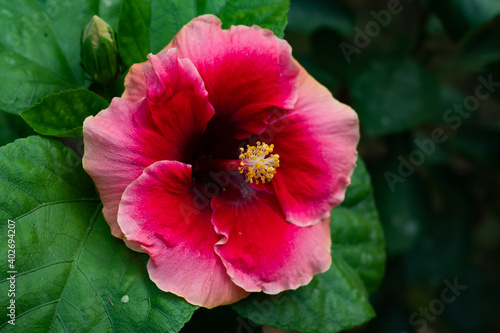 Red colorful big hibiscus rosa-sinensis or Joba
