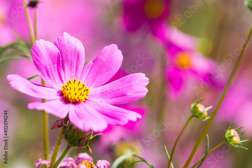 Pink cosmos flower blooming beautiful vivid natural summer in the garden soft blur for background.