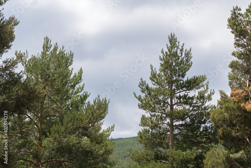 Pine forest in Sierra Nevada in southern Spain