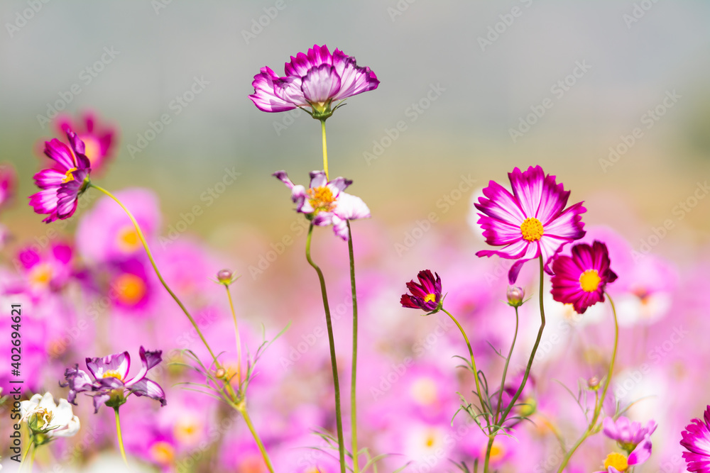 Pink cosmos flower blooming beautiful vivid natural summer in the garden,soft blur for background. Pink cosmos flower blooming beautiful vivid natural summer in the garden,soft blur for background.