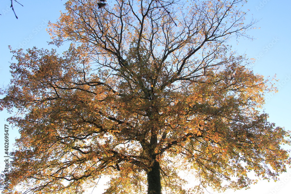 Obraz premium Chêne automnal