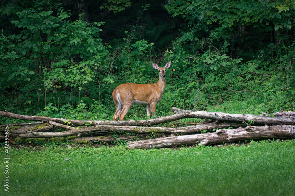 Doe looks directly at me as she is crossing our back yard as she heads into the woods from our yard here in the small town of Windsor in Broome County in Upstate NY Doe looks directly at me as she is crossing our back yard as she heads into the woods from our yard here in the small town of Windsor in Broome County in Upstate NY