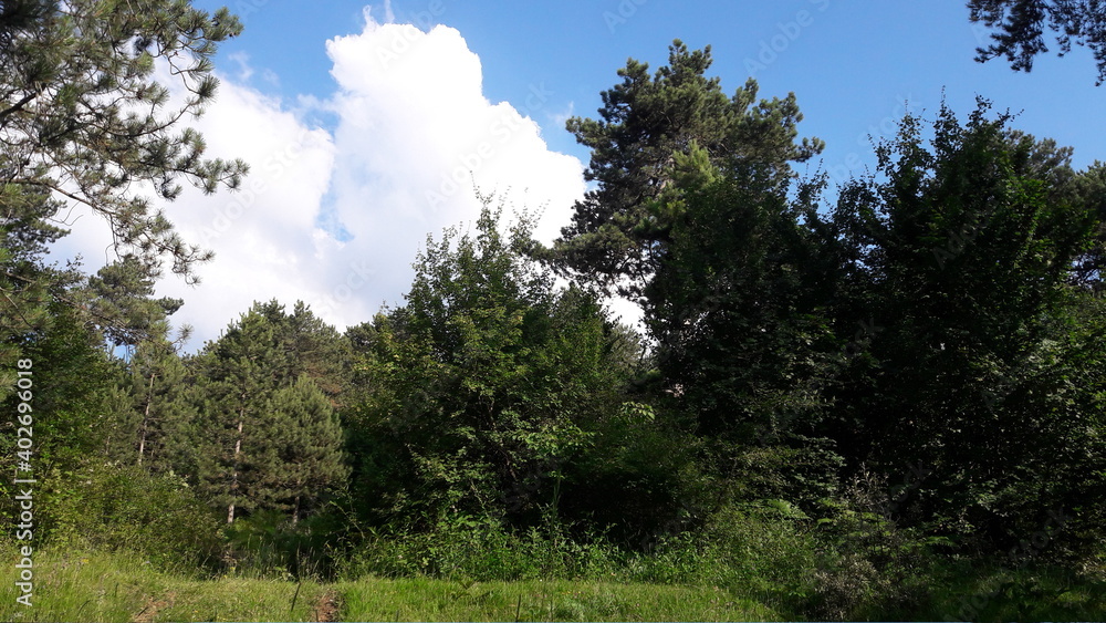 house in the forest