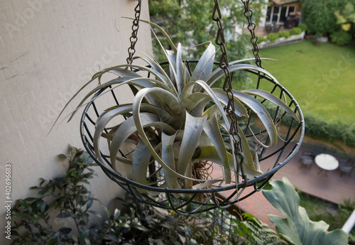 Hanging pots and exotic air plants. Closeup view of a Tillandsia xerographica, also known as xerographic air plant, potted in a metal container hanging from the roof in the balcony. photo