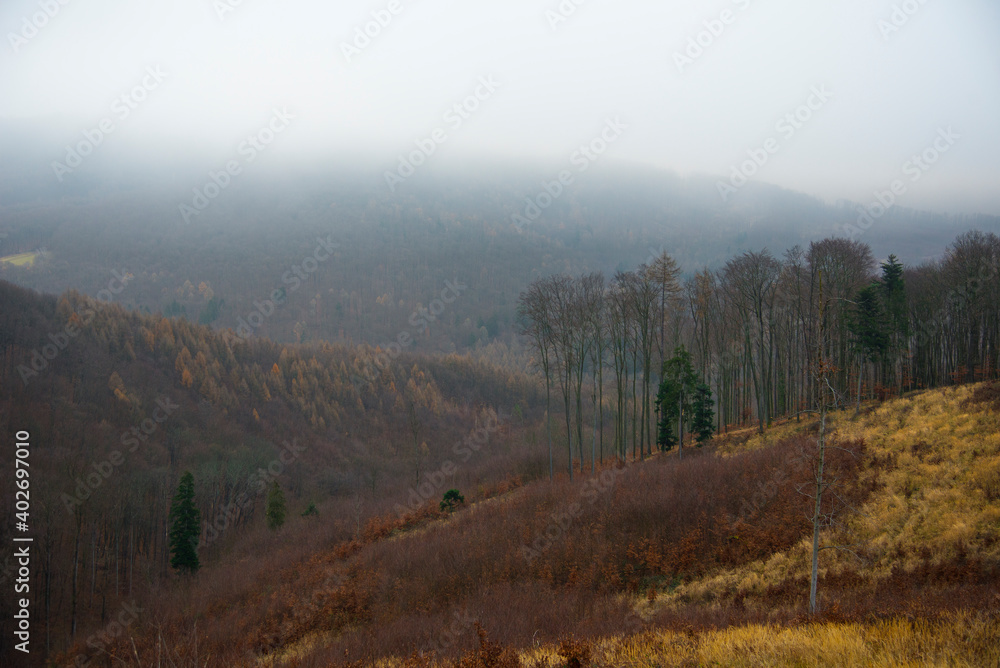 Forest in the autumn with leafless trees