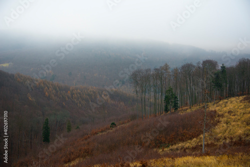 Forest in the autumn with leafless trees