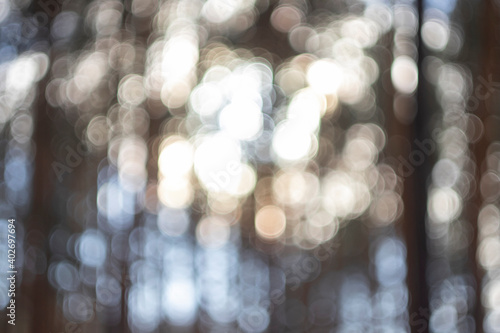 blurred forest for background