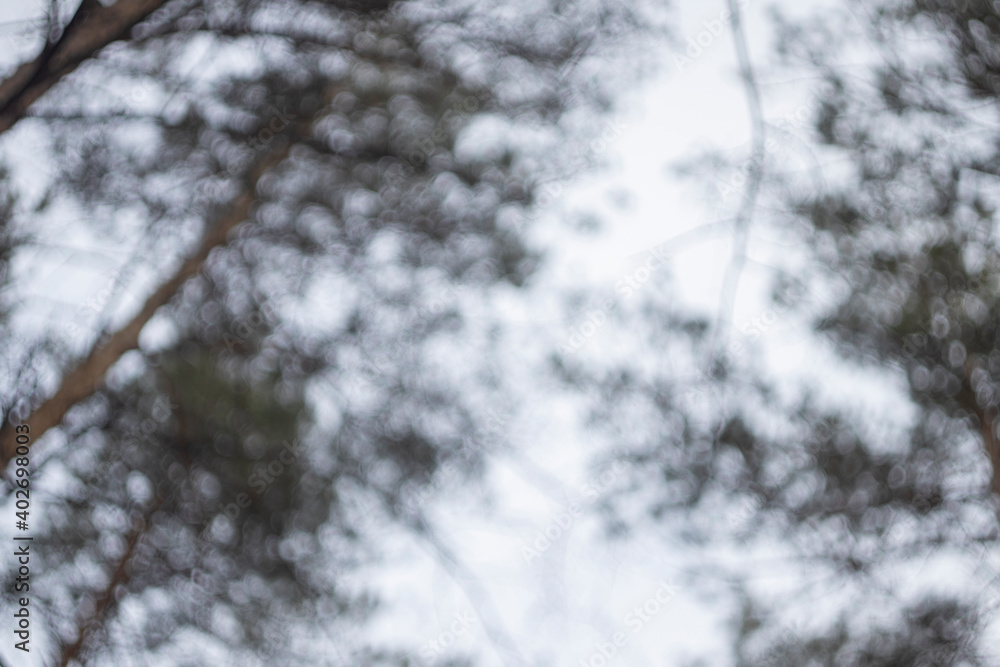 blurred forest for background blurred forest for background