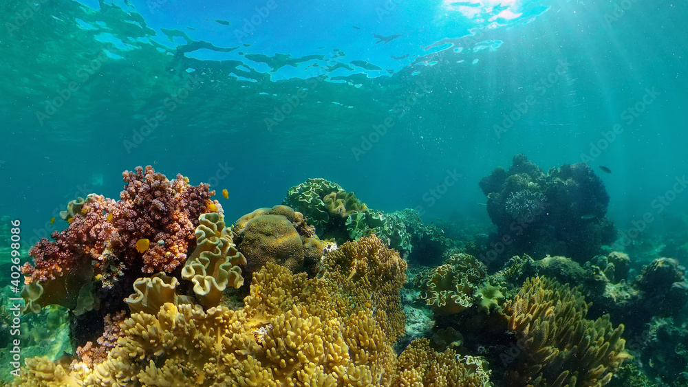 Tropical fishes and coral reef at diving. Underwater world with corals and tropical fishes. Philippines.