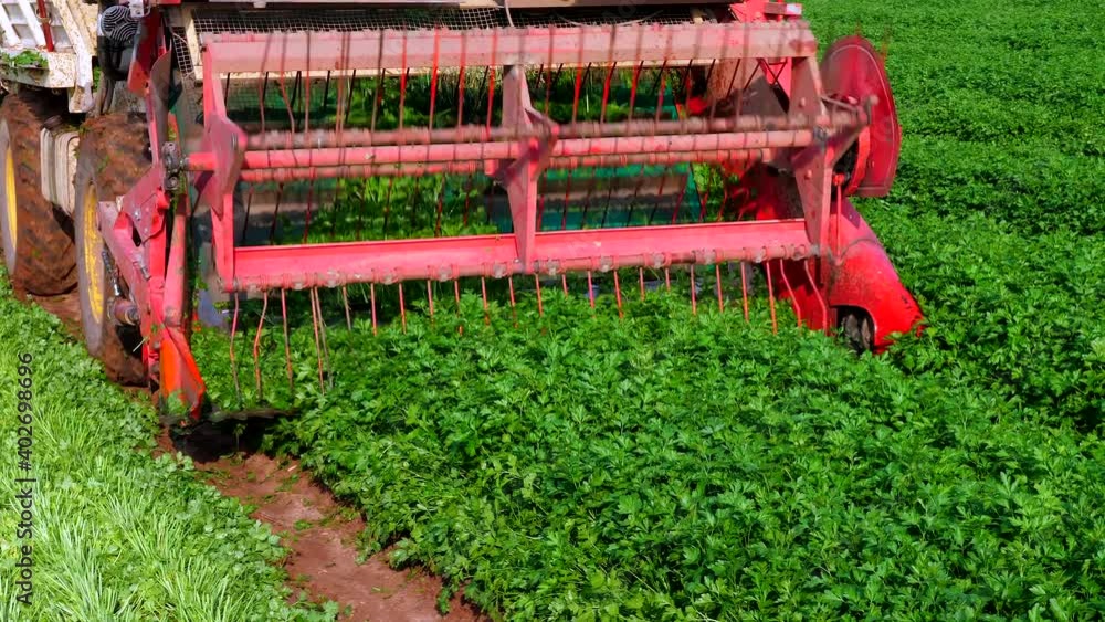 Parsley Harvester processing rows, Close up view. Parsley Harvester processing rows, Close up view.