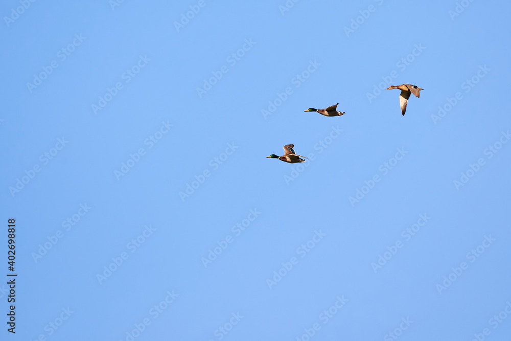 Mallard geese in flight ( Anas platyrhynchos )