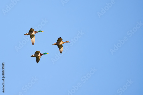 Mallard geese in flight ( Anas platyrhynchos )