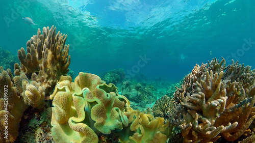 Tropical coral reef seascape with fishes, hard and soft corals. Philippines.