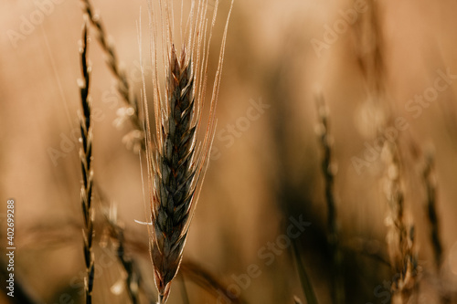 golden wheat field in polish countryside