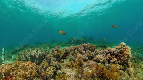 Fototapeta Naklejka Na Ścianę i Meble -  Beautiful underwater world with coral reef and tropical fishes. Philippines. Travel vacation concept