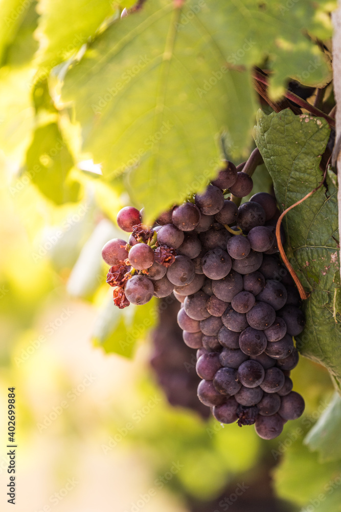 Naklejka premium A bunch of grapes on a Czech vineyard