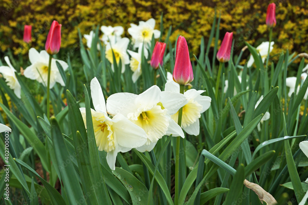 Narcissus flowers with delicate white and yellow petals on a bush with green leaves on a sunny spring day Narcissus flowers with delicate white and yellow petals on a bush with green leaves on a sunny spring day
