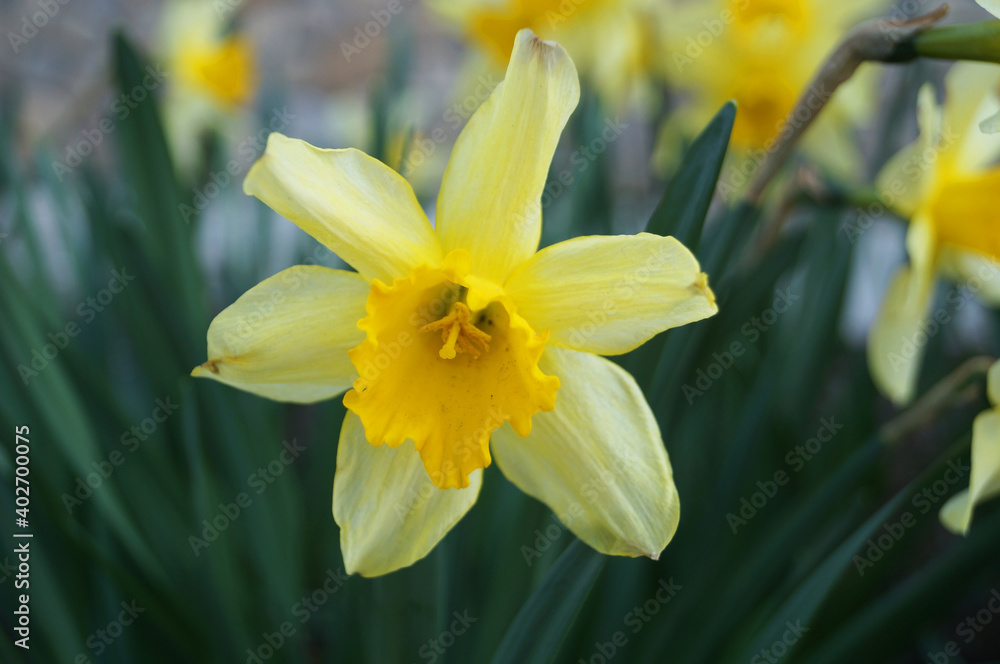 Narcissus flowers with delicate white and yellow petals on a bush with green leaves on a sunny spring day Narcissus flowers with delicate white and yellow petals on a bush with green leaves on a sunny spring day