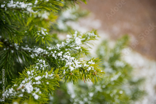 Snow Covered Pine Tree Branches Close Up. Christmas evergreen spruce tree with fresh snow in garden.Selective focus