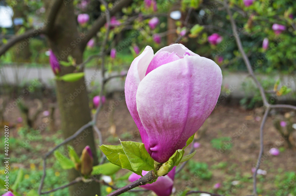 Magnolia with large flowers with delicate pink and white petals on a branch with green leaves in the garden and in the park on a spring day Magnolia with large flowers with delicate pink and white petals on a branch with green leaves in the garden and in the park on a spring day