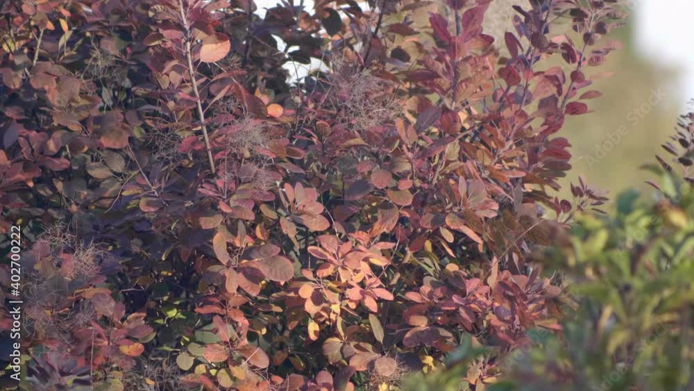 Long shot plant of red leaves illuminated by sun beam. Video 4K Long shot plant of red leaves illuminated by sun beam. Video 4K