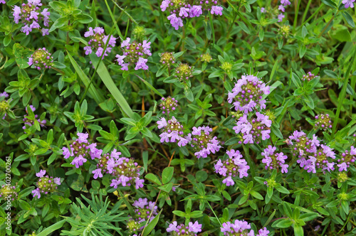 Thyme with delicate purple flowers and green leaves in a meadow on a sunny summer day