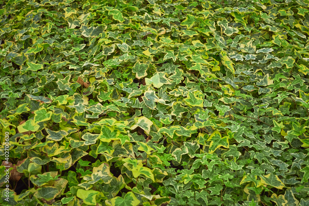 Common ivy leaves ,Hedera helix, yellow leaves Common ivy leaves ,Hedera helix, yellow leaves