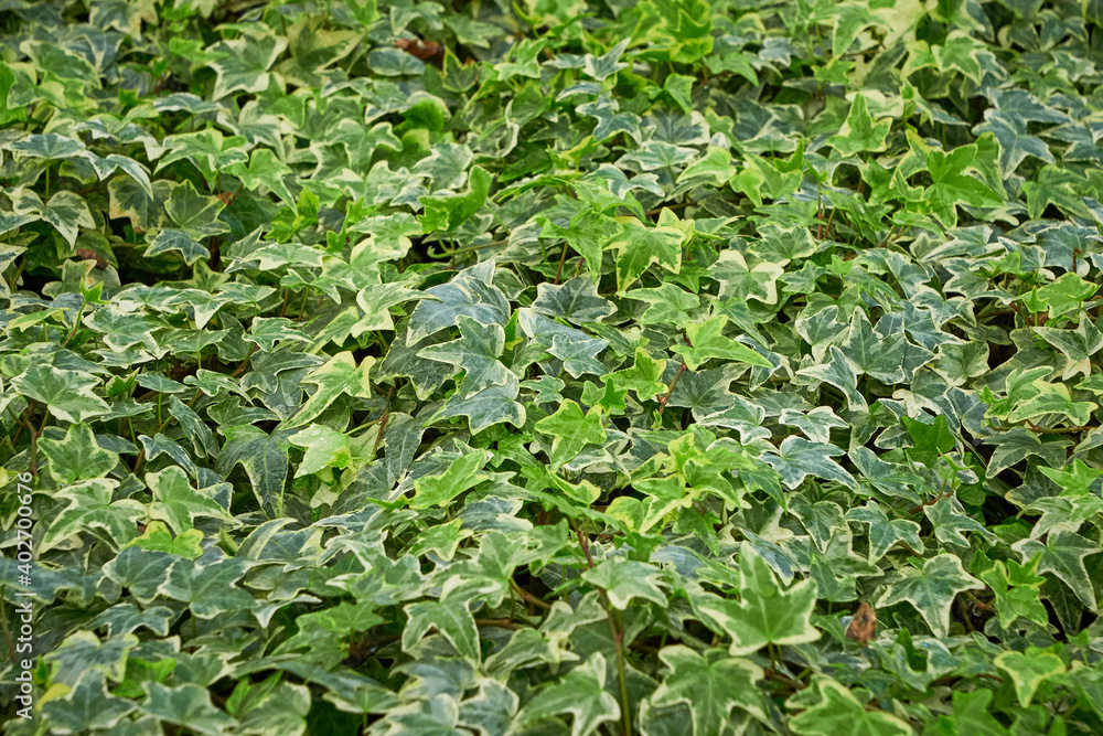 Common ivy leaves ,Hedera helix Common ivy leaves ,Hedera helix