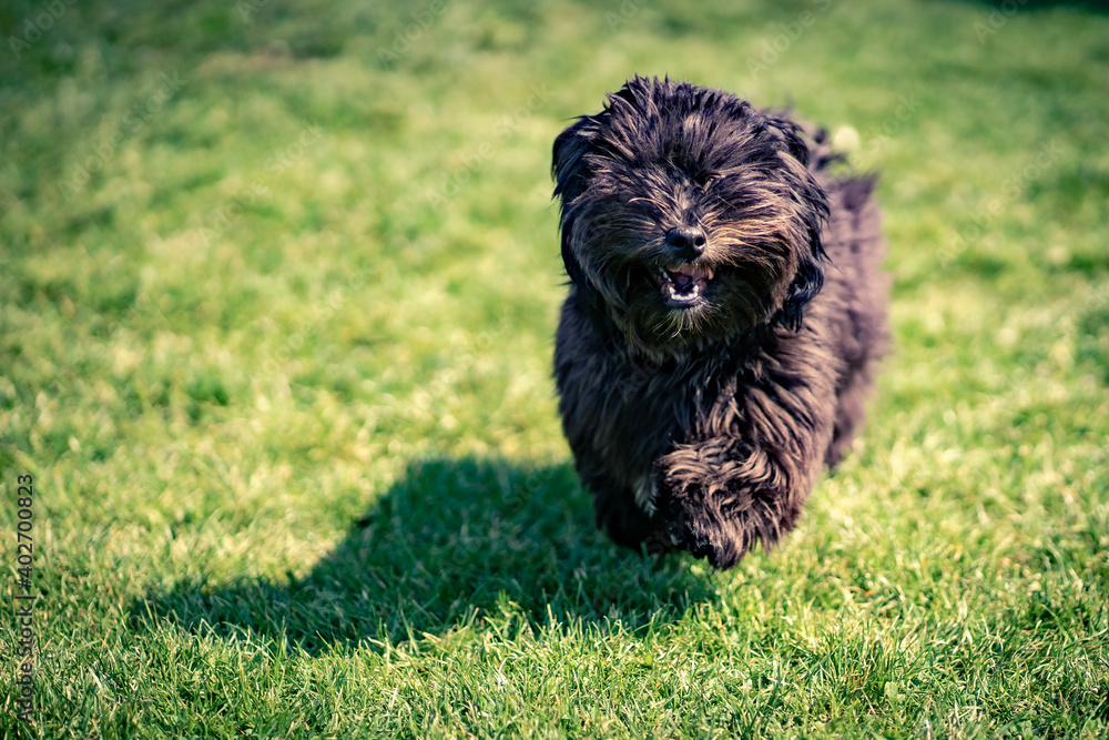 Fototapeta premium Running dog in grass