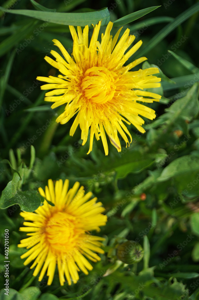 Obraz premium Dandelion flowers with delicate yellow petals and a yellow center with thin green leaves in a meadow on a sunny day