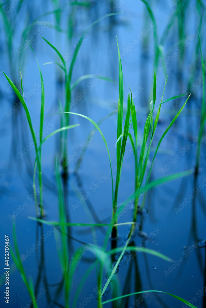 The concept of rice seedlings in the water represents peace. blue background