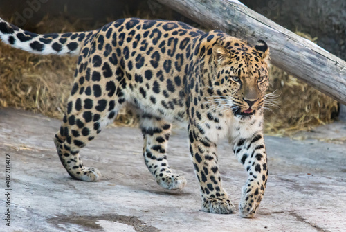 Far Eastern leopard on the rock