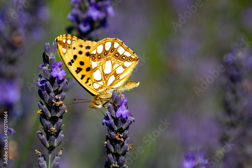 ISSORIA LATHONIA 
Kleine parelmoervlinder
Netherlands
vlinder
butterfly photo