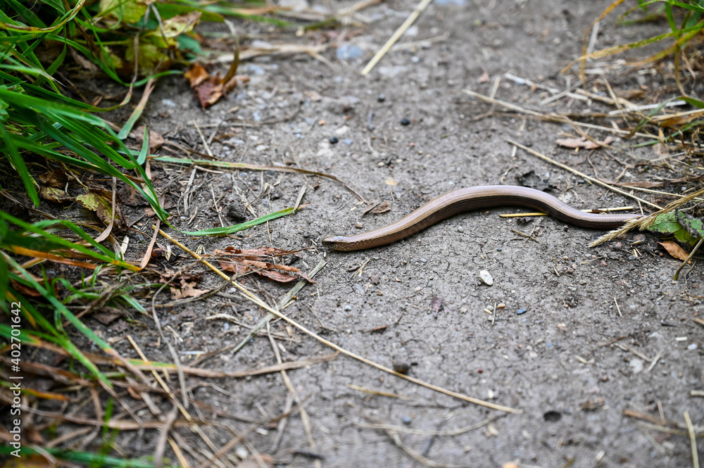 A blindworm (Anguis fragilis) on a path. A blindworm (Anguis fragilis) on a path.