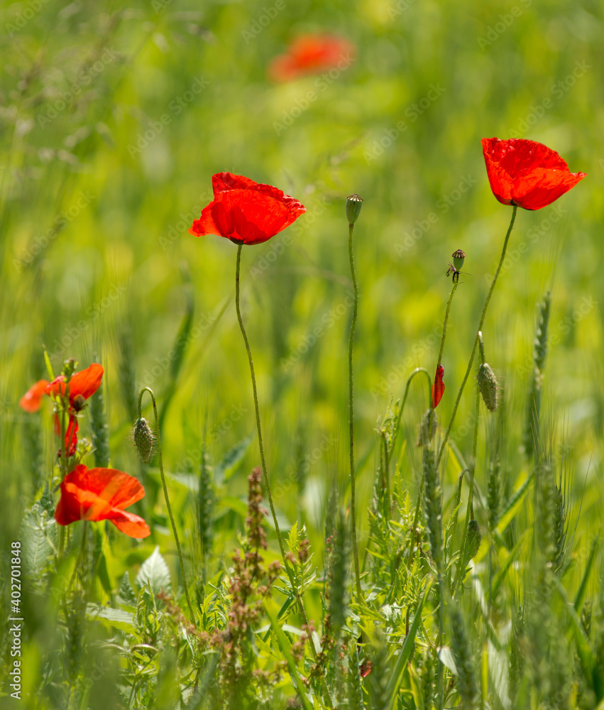 Obraz premium Coquelicots dans la prairie à Chichilianne, France