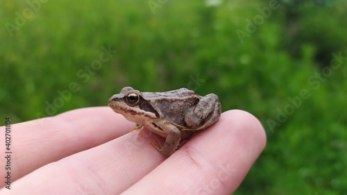 frog in the hand © Layur