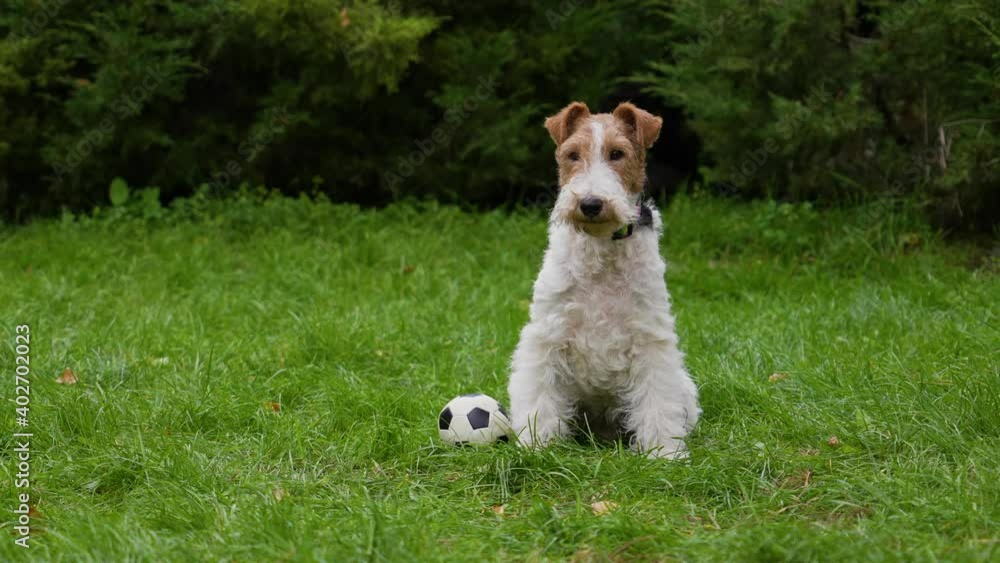 The fox terrier, enjoying the beautiful weather, sits on the lawn in the park with a ball. The wind sways the green grass. Walk in the spring park on a sunny day. Close up. Slow motion. The fox terrier, enjoying the beautiful weather, sits on the lawn in the park with a ball. The wind sways the green grass. Walk in the spring park on a sunny day. Close up. Slow motion.